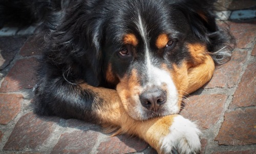 large dog friendly apartments chicago - large dog friendly apartments chicago large dog friendly apartments chicago - large dog friendly apartments chicago