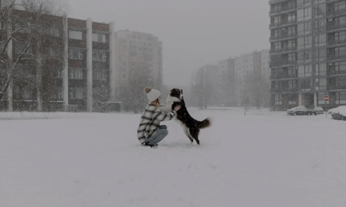 apartments with dog amenities - apartments with dog amenities apartments with dog amenities - apartments with dog amenities