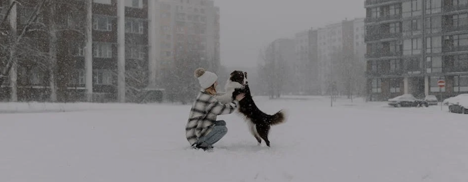 apartments with dog amenities - apartments with dog amenities