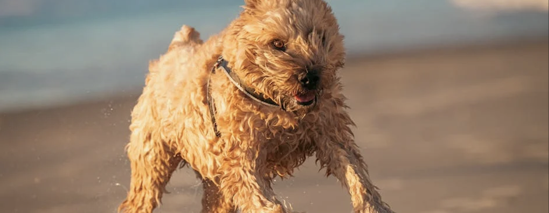 pexels-photo-29449038