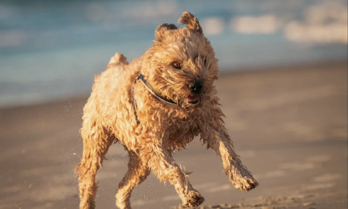 pexels-photo-29449038