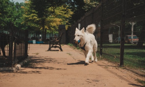 happy dog running in condo dog park - condo for rent with dog park
