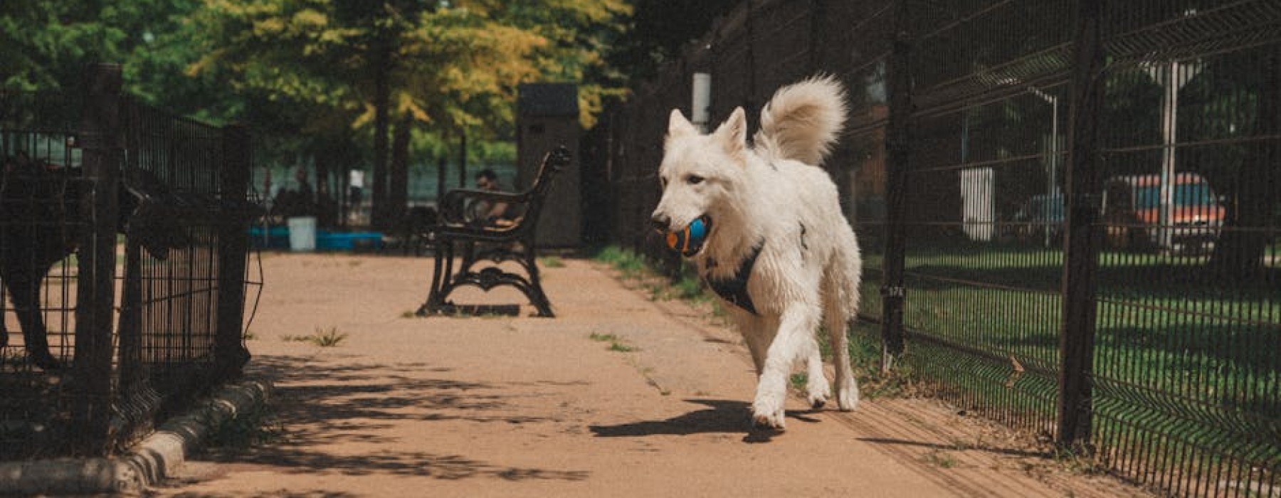 happy dog running in condo dog park - condo for rent with dog park
