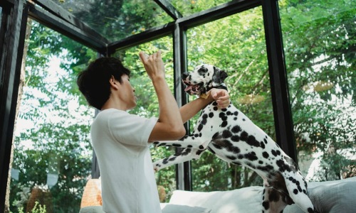 modern, sunlit apartment living room with a happy dog and cat lounging; Chicago skyline visible through the window - Pet-friendly apartments Chicago