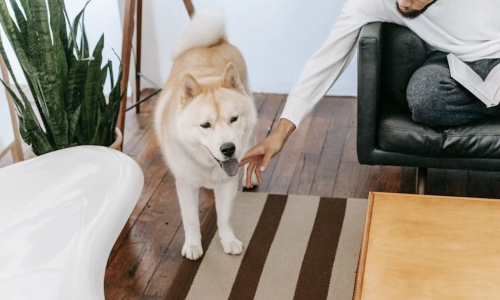 apartments no breed restrictions - apartments no breed restrictions