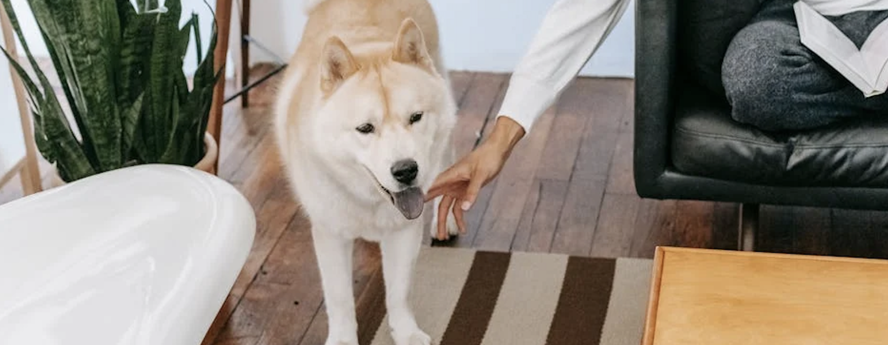 apartments no breed restrictions - apartments no breed restrictions