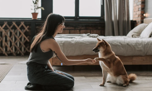 apartments for dog owners - apartments for dog owners apartments for dog owners - apartments for dog owners