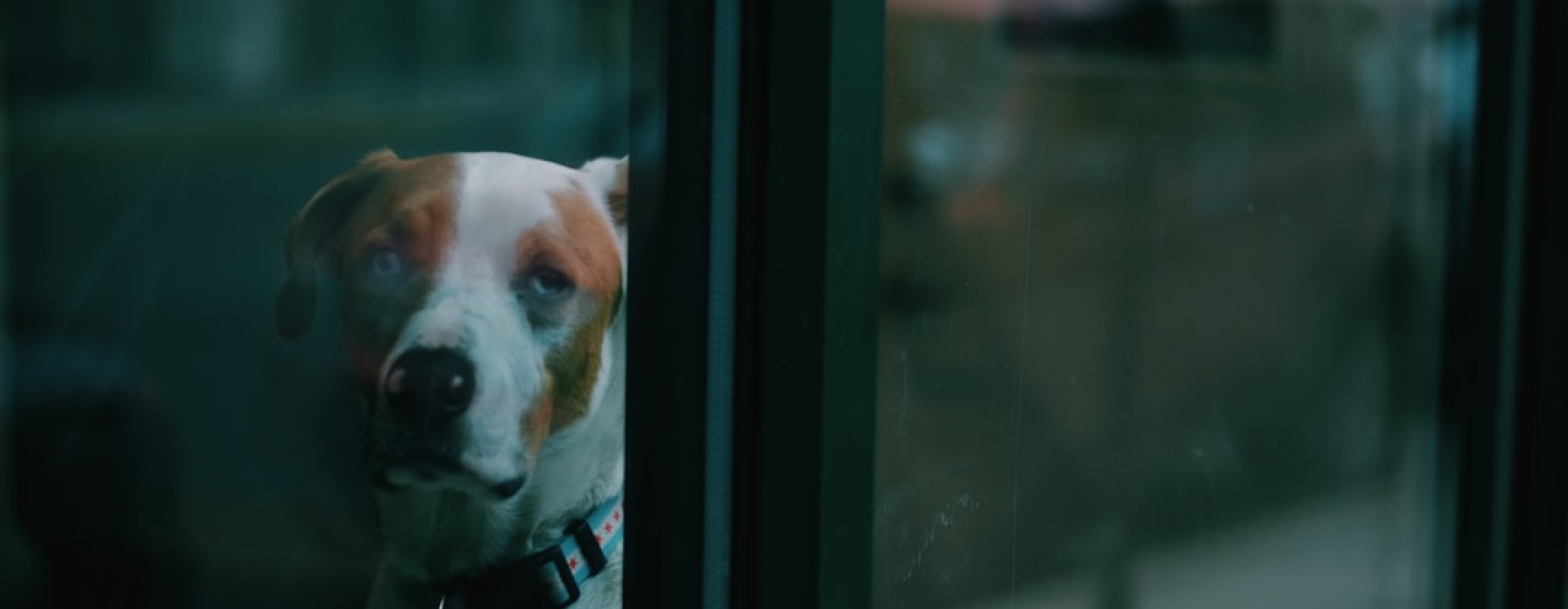 Chicago pet friendly rentals dog enjoying high-rise view - Chicago pet friendly rentals