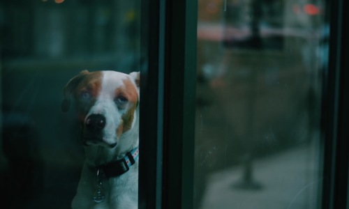 Chicago pet friendly rentals dog enjoying high-rise view - Chicago pet friendly rentals