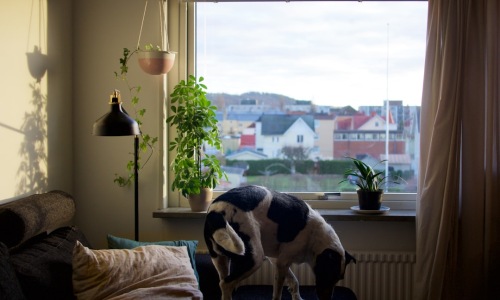 apartments without breed restrictions - apartments without breed restrictions