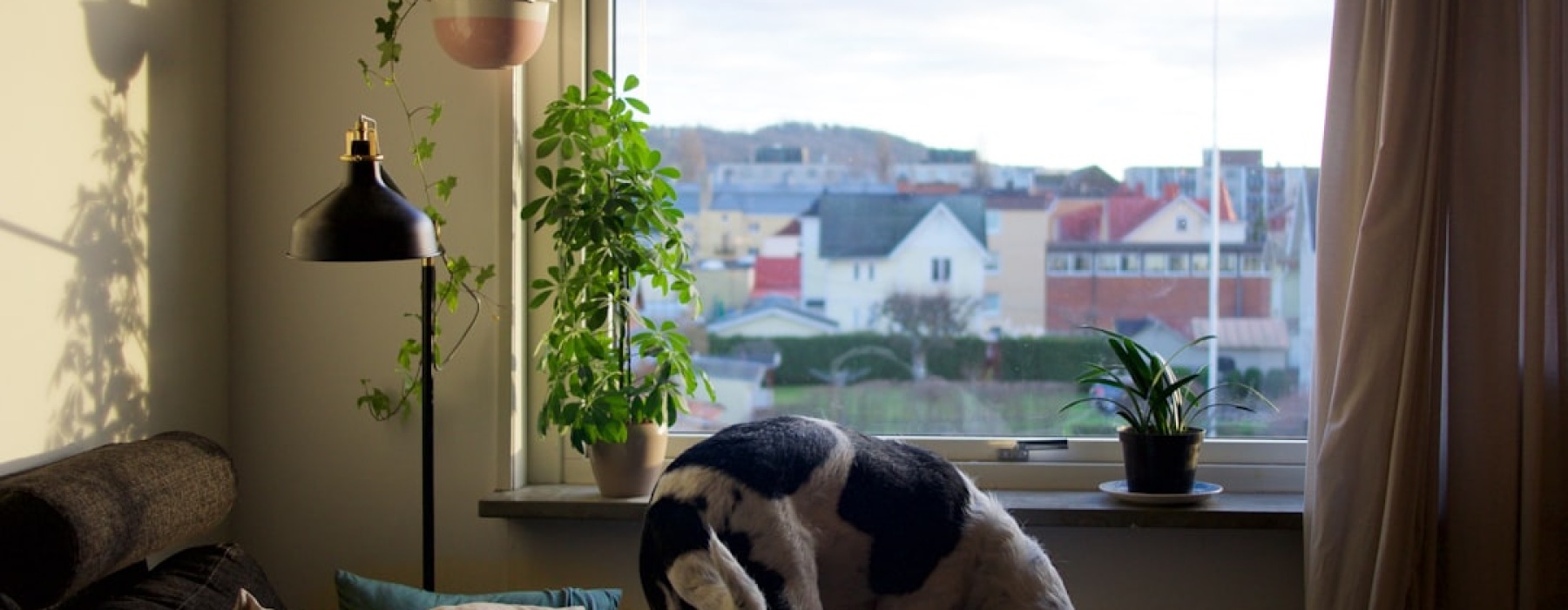 apartments without breed restrictions - apartments without breed restrictions