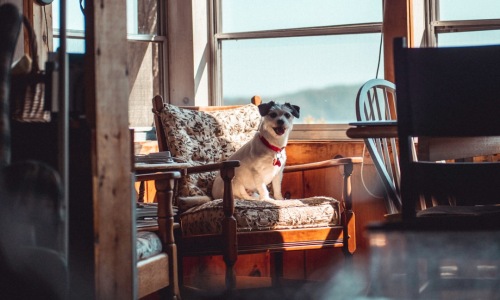 pet friendly apartments for rent - pet friendly apartments for rent pet friendly apartments for rent - pet friendly apartments for rent