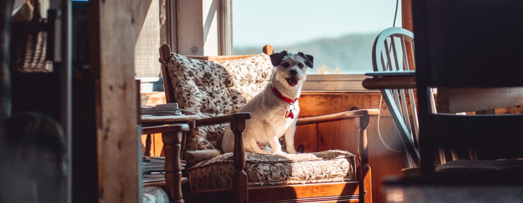pet friendly apartments for rent - pet friendly apartments for rent