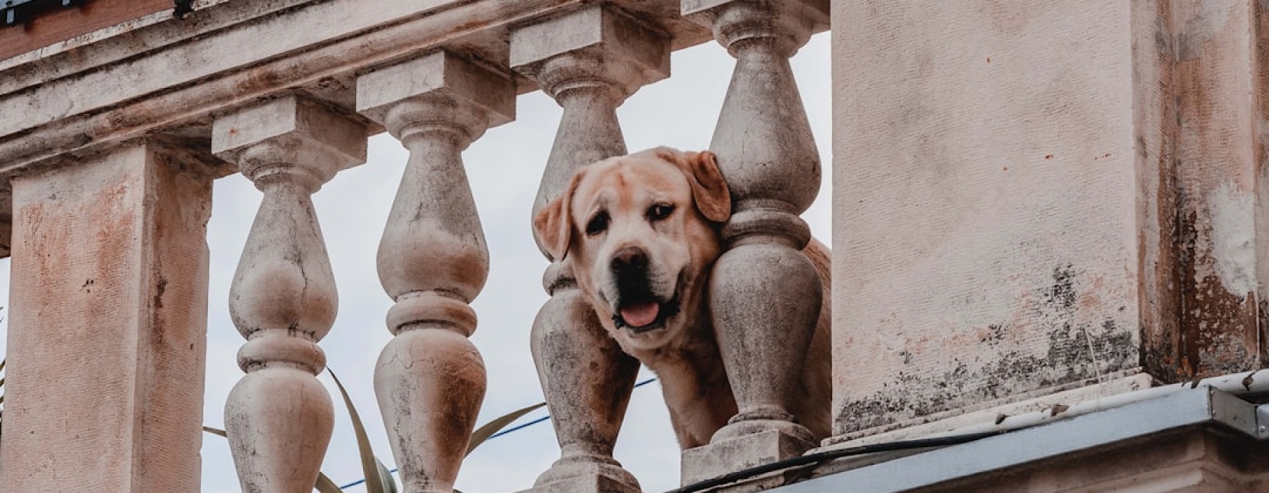 apartments dogs allowed - apartments dogs allowed