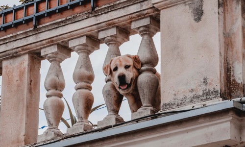 apartments dogs allowed - apartments dogs allowed