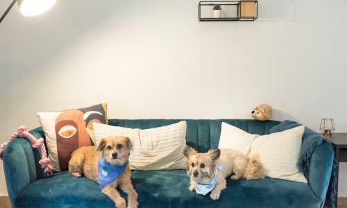 animal friendly apartments for rent - animal friendly apartments for rent