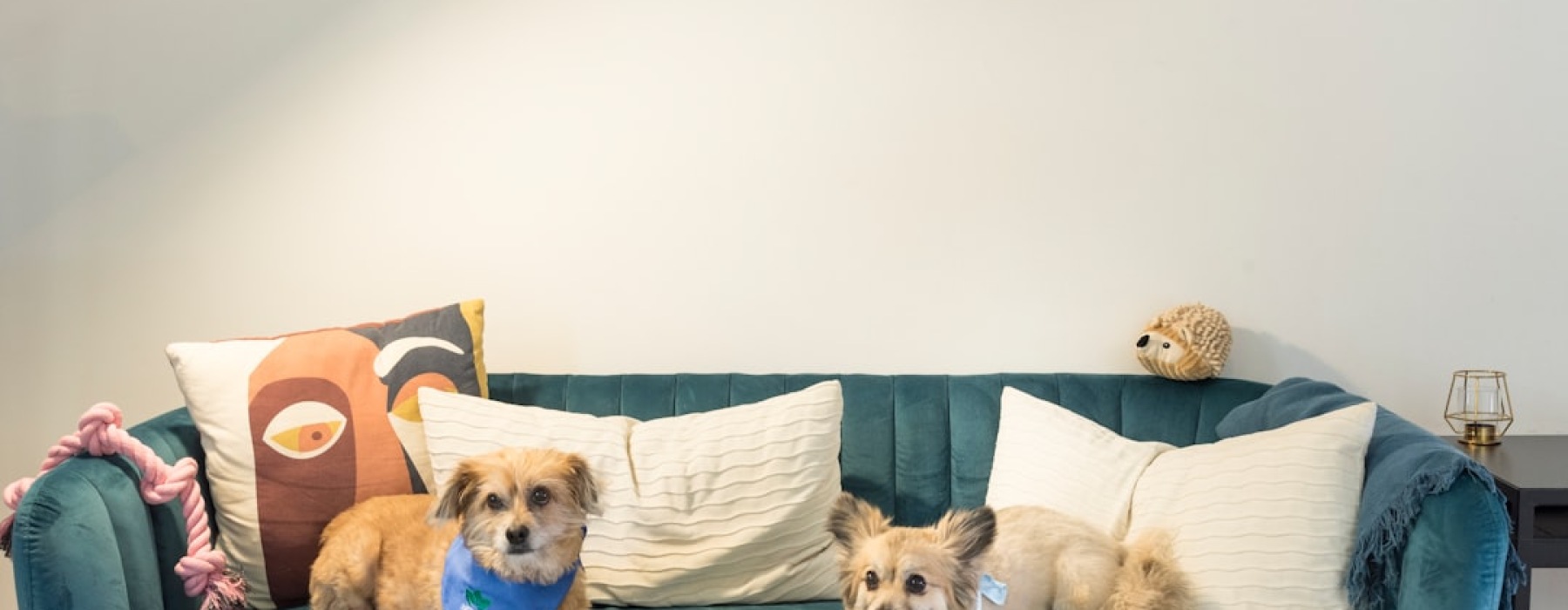 animal friendly apartments for rent - animal friendly apartments for rent