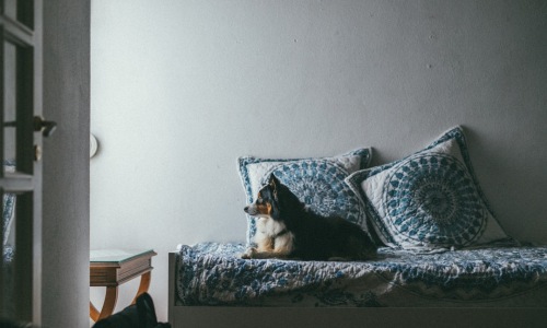 pet friendly apartments