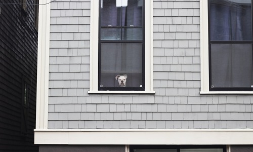 pitbull friendly apartments - pitbull friendly apartments