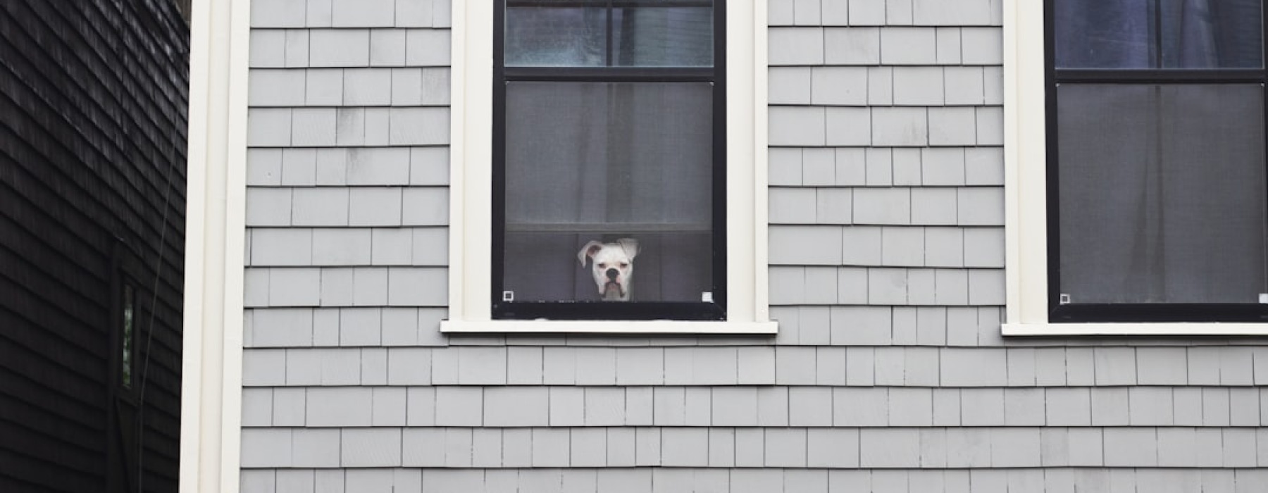 pitbull friendly apartments - pitbull friendly apartments