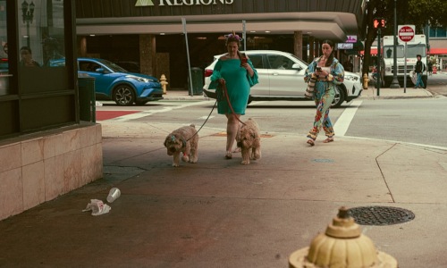 chicago pet friendly rentals - chicago pet friendly rentals